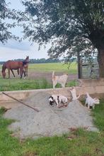 PARSON RUSSELL TERRIËR PUPS MET STAMBOOM, Overige rassen, 8 tot 15 weken, CDV (hondenziekte), Meerdere