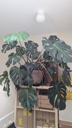 Monstera XXL + Pot, Ophalen, Volledige schaduw, 100 tot 150 cm, Overige soorten