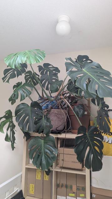 Monstera XXL + Pot beschikbaar voor biedingen