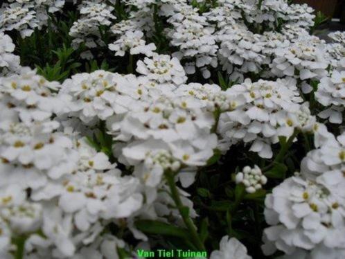 Iberis sempervirens 'Snowflake' Scheefkelk vasteplant, Tuin en Terras, Planten | Tuinplanten, Overige soorten, Halfschaduw, Zomer