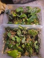 Veel verschillende (bijzondere) kamerplanten stekjes, Overige soorten, Minder dan 100 cm, Groene kamerplant, Halfschaduw