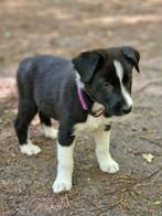 *Nieuw Border Collie x Australian Shepherd Pup, Dieren en Toebehoren, Honden | Herdershonden en Veedrijvers, Particulier, 8 tot 15 weken