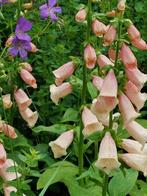 zaden Digitalis purpurea Peach, Verzenden, Voorjaar, Halfschaduw, Zaad