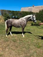 2 mooie grote e pony’s, Dieren en Toebehoren, Paarden, Minder dan 160 cm, B, Ruin, 3 tot 6 jaar