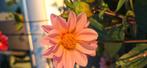 Dahlia knol, Tuin en Terras, Bloembollen en Zaden, Ophalen of Verzenden, Volle zon, Knol