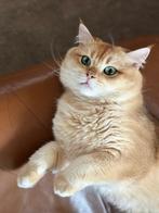Dekkater Brits korthaar, Dieren en Toebehoren, Katten en Kittens | Raskatten | Korthaar, Kater, Met stamboom