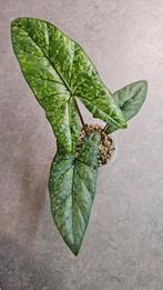 Alocasia Boyceana Shattered Glass, Ophalen of Verzenden, Halfschaduw, Minder dan 100 cm