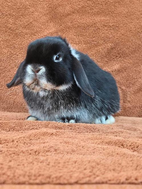 Lieve voedster NHD zwart zilvervos hangoordwerg buiten lief, Dieren en Toebehoren, Konijnen, Dwerg, Vrouwelijk, 0 tot 2 jaar, Hangoor