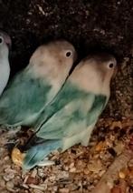 Prachtige agapornis fisheri pastel turquoise bont pop, Dieren en Toebehoren, Vogels | Parkieten en Papegaaien, Vrouwelijk, Dwergpapegaai of Agapornis