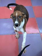 ACE: Tomyo is één van onze jongste gelukzakjes!, Particulier, 15 weken tot 1 jaar, Reu, Buitenland