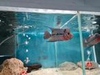 Flowerhorn Red Pearl Cichlide, Vis, Zoetwatervis