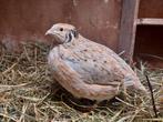 Japanse kwartel hen - Zand-wildkleur, Dieren en Toebehoren, Pluimvee, Vrouwelijk, Overige soorten