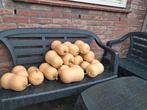 Flessen pompoenen, Ophalen, Bloeit niet, Groenteplanten, Volle zon