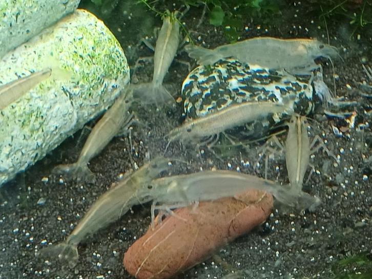 Hobbyaquarium Japonica garnalen algeneters XL=ook XL, Dieren en Toebehoren, Vissen | Aquariumvissen, Zoetwatervis, Kreeft, Krab of Garnaal