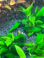 Caridina Black Crystal garnalen kraanwater, Dieren en Toebehoren, Kreeft, Krab of Garnaal
