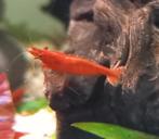 Bloody mary dwerg garnalen neocaridina davidi, Dieren en Toebehoren, Vissen | Aquariumvissen, Kreeft, Krab of Garnaal