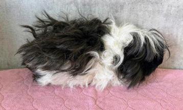Lunkarya cavia zwart/wit beschikbaar voor biedingen