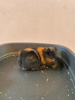 Cavia zeugje, Februari, Vrouwelijk, Cavia