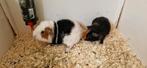 Twee lieve kortharige cavia's, Dieren en Toebehoren, Knaagdieren, Juni, Mannelijk, Cavia