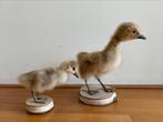 Opgezette pulletjes/eendjes, Verzamelen, Dierenverzamelingen, Ophalen of Verzenden, Zo goed als nieuw, Vogel, Opgezet dier
