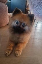 Pomeriaan/ dwergkeesje, Rabiës (hondsdolheid), Reu, Eén hond, 3 tot 5 jaar