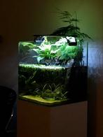 Compleet aquascape paludarium aquarium., Dieren en Toebehoren, Vissen | Aquaria en Toebehoren, Ophalen of Verzenden, Zo goed als nieuw