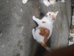 Jong poesje, Dieren en Toebehoren, Katten en Kittens | Overige Katten, Kater, Kortharig, 0 tot 2 jaar