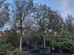 Steeneik (Quercus ilex) - Prachtige Mediterrane Boom, Tuin en Terras, Planten | Bomen, Ophalen, Bloeit niet, Halfschaduw, Overige soorten