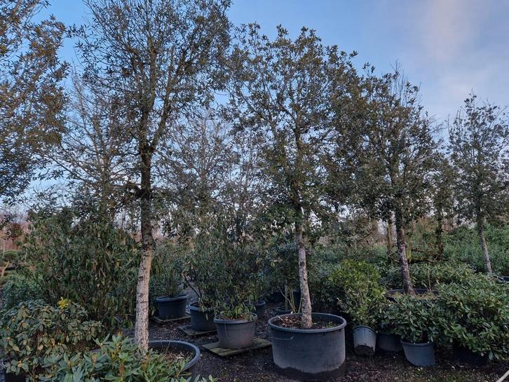 Steeneik (Quercus ilex) - Prachtige Mediterrane Boom, Tuin en Terras, Planten | Bomen, Overige soorten, Halfschaduw, Bloeit niet