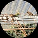 Mexicaanse  roodmussen, Dieren en Toebehoren, Meerdere dieren, Geringd