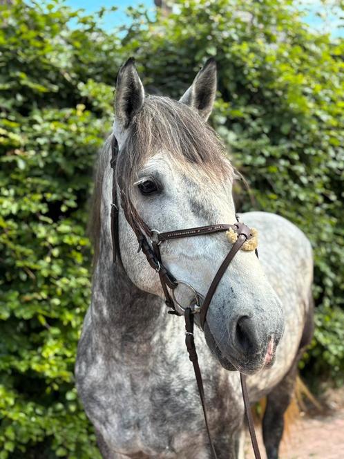 Knappe allround schimmel te koop!, Dieren en Toebehoren, Pony's, Ruin, B, E pony (1.48m - 1.57m), Recreatiepony, 3 tot 6 jaar