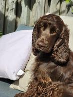 Nestje Cocker Spaniel op komst (27-9), Dieren en Toebehoren, Rabiës (hondsdolheid), 8 tot 15 weken, Meerdere, Meerdere dieren