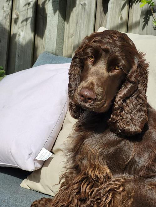 Nestje Cocker Spaniel op komst (27-9), Dieren en Toebehoren, Honden | Retrievers, Spaniëls en Waterhonden, Meerdere dieren, Spaniël