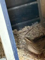 Kwartels, Dieren en Toebehoren, Pluimvee, Meerdere dieren, Overige soorten