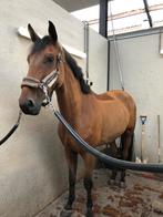 Scheren paard/pony, Diensten en Vakmensen, Dieren | Paarden | Verzorging, Oppas en Les