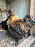 Zijdehoen haan, Mannelijk, Kip