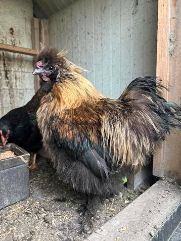 Zijdehoen haan beschikbaar voor biedingen