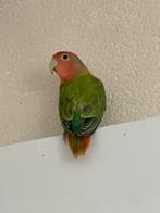 Agapornis Dwergpapegaai Diverse Kleuren Eventueel met kooi, Meerdere dieren, Dwergpapegaai of Agapornis, Geringd