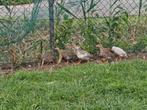 3 of 4 parelhoenders kuikens, Dieren en Toebehoren, Pluimvee, Geslacht onbekend, Kip