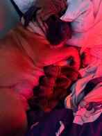 Bullmastiff pups met FCI-stamboom, België, Particulier, Rabiës (hondsdolheid), Overige rassen