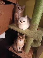 Kittens British korthaar, Dieren en Toebehoren, Katten en Kittens | Raskatten | Korthaar, Kater, Gechipt, 0 tot 2 jaar