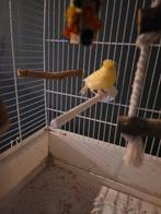 Mooie tt waardige man kanarie van 24, Mannelijk, Kleurkanarie