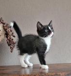 Lieve kittens zoeken nieuw warm nestje, Dieren en Toebehoren, Katten en Kittens | Overige Katten, Meerdere dieren