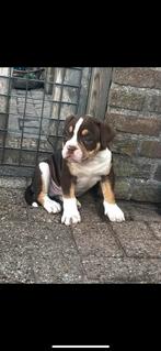 Old English bulldog pups mogen het nest verlaten, Rabiës (hondsdolheid), 8 tot 15 weken, Bulldog, Meerdere