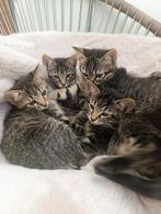 Kittens for adoption, Dieren en Toebehoren, Katten en Kittens | Dekkaters