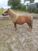 Shetland pony, Dieren en Toebehoren, Merrie, Recreatiepony