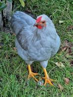 Wyandotte kriel haan parelgrijs, Dieren en Toebehoren, Pluimvee, Mannelijk, Kip