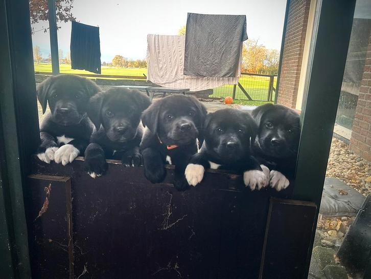Zwarte Labrador X 3/4AustralianShepherd 1/4BernerSennen Pups, Dieren en Toebehoren, Honden | Retrievers, Spaniëls en Waterhonden