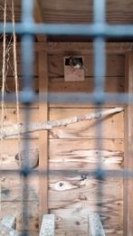 Jonge spaanse Timbrado's., Geslacht onbekend, Zangkanarie