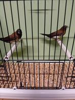Japanse Meeuwen, Meerdere dieren, Tropenvogel